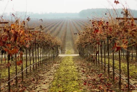 Discovering the Charm of Oakdale, CA: Must-Visit Attractions and Exciting Activities
